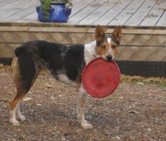 Clementine with Frisbee