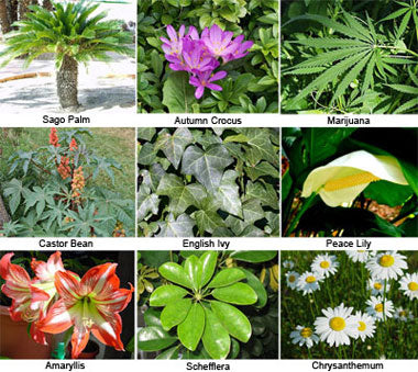common spider bites in florida. recluse spider only ite