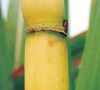Sugarcane Landscapping & Planting